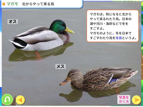 タブレット学習 理科「秋の生き物 鳥」