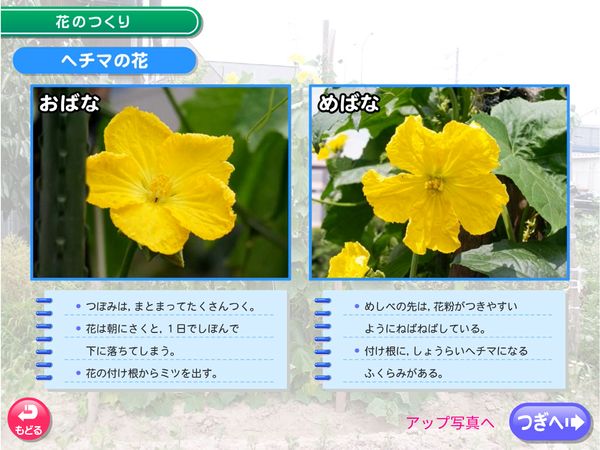 タブレット学習 理科「花のつくり ヘチマ」