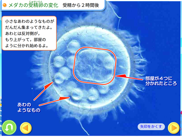 理科 めだか R5_r2